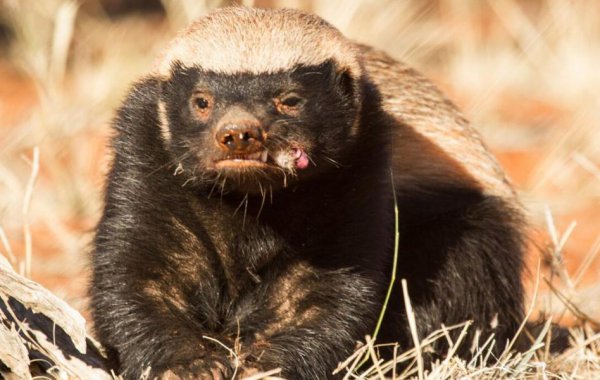 蜜獾的天敌是什么动物