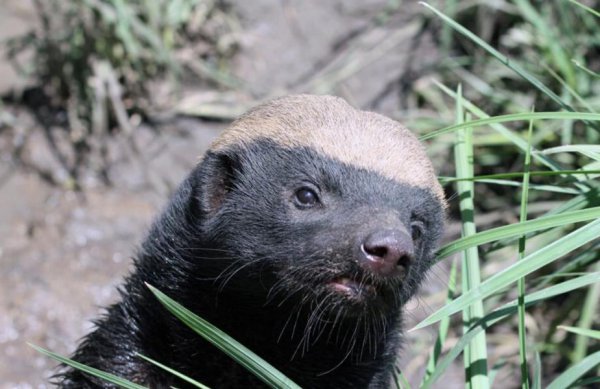 蜜獾的天敌是什么动物