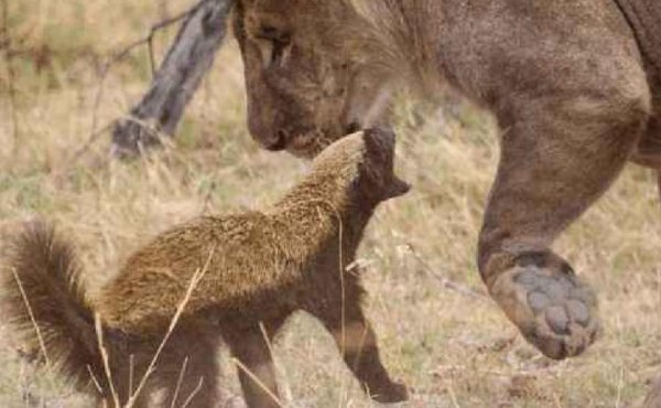 蜜獾的天敌是什么动物