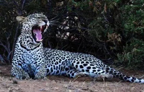 蜜獾的天敌是什么动物