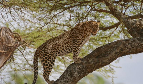 蜜獾的天敌是什么动物