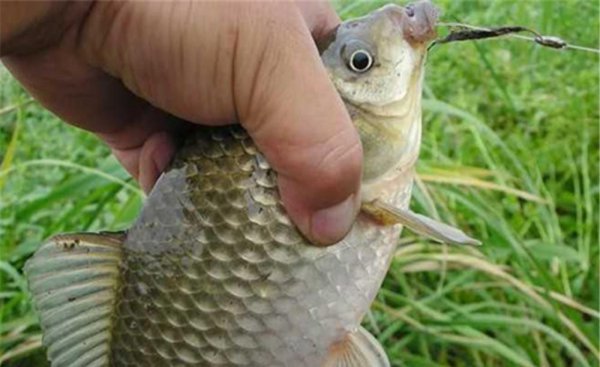 初夏如何钓大鲫鱼