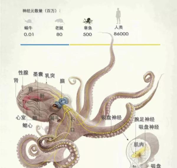 海洋中章鱼有几只触手