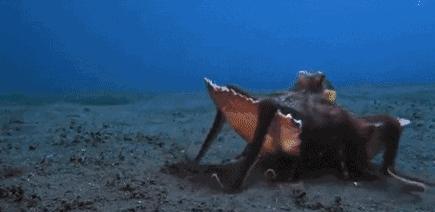 海洋中章鱼有几只触手