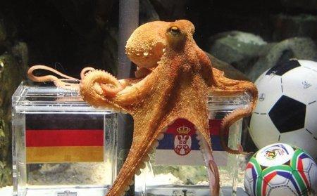 海洋中章鱼有几只触手