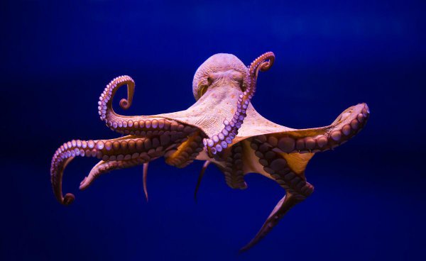 海洋中章鱼有几只触手