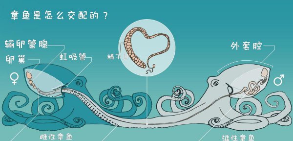 海洋中章鱼有几只触手