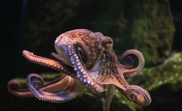 海洋中章鱼有几只触手