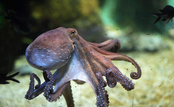 海洋中章鱼有几只触手