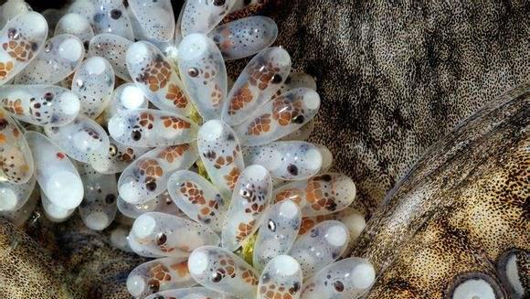 海洋中章鱼有几只触手