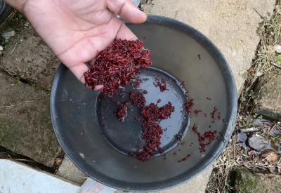 蚯蚓和红虫哪个钓鱼好 蚯蚓和红虫谁才是野钓神饵