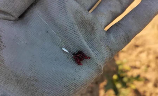 蚯蚓和红虫哪个钓鱼好