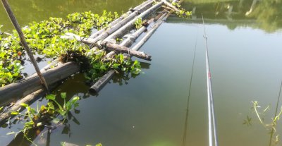 夏季夜钓鲫鱼最佳时间 立夏夜钓鲫鱼什么时间段合适