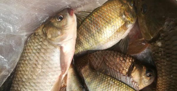 夏季夜钓鲫鱼最佳时间