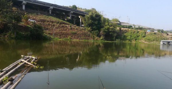 夏季夜钓鲫鱼最佳时间