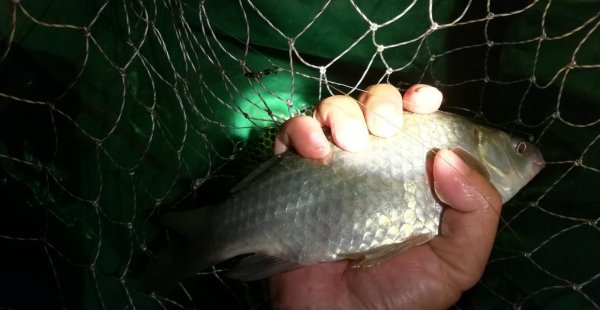 夏季夜钓鲫鱼最佳时间