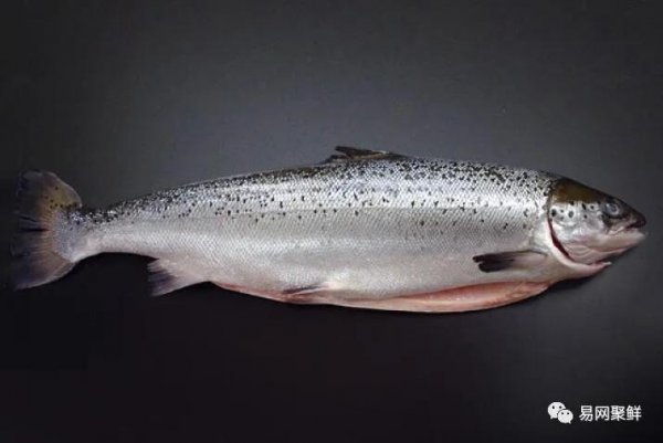 金枪鱼和三文鱼的区别图片