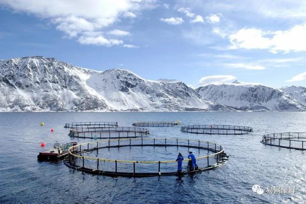 金枪鱼和三文鱼的区别图片