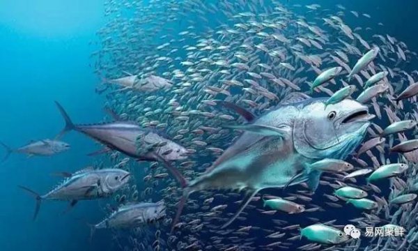 金枪鱼和三文鱼的区别图片