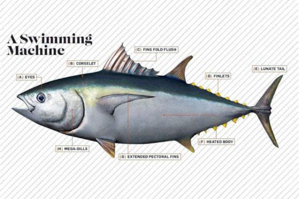 金枪鱼和三文鱼的区别图片