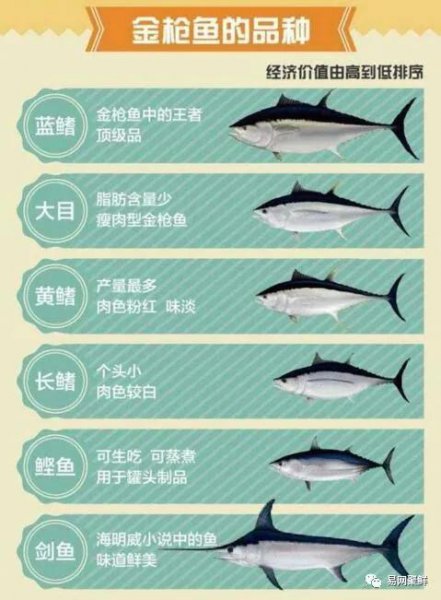 金枪鱼和三文鱼的区别图片