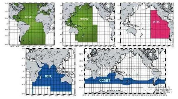 金枪鱼和三文鱼的区别图片