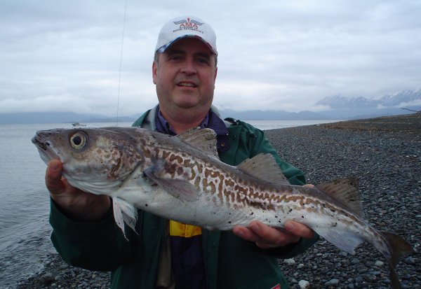 市场上的鳕鱼为什么没有鱼头