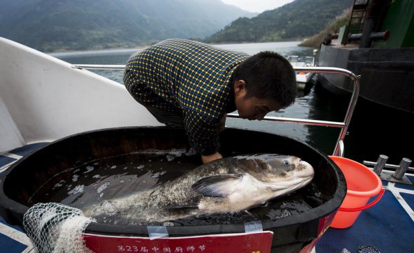 市场上的鳕鱼为什么没有鱼头