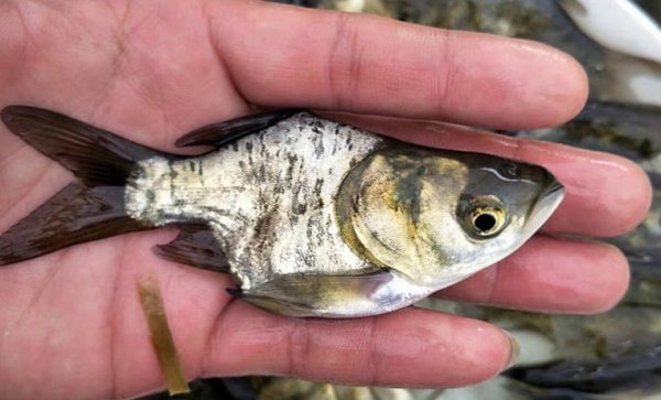 市场上的鳕鱼为什么没有鱼头