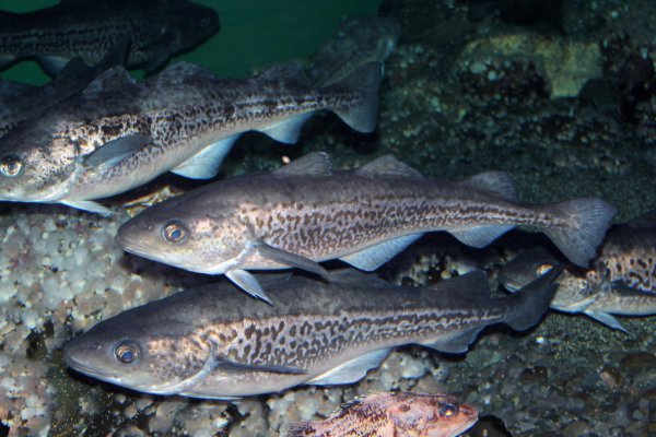 市场上的鳕鱼为什么没有鱼头