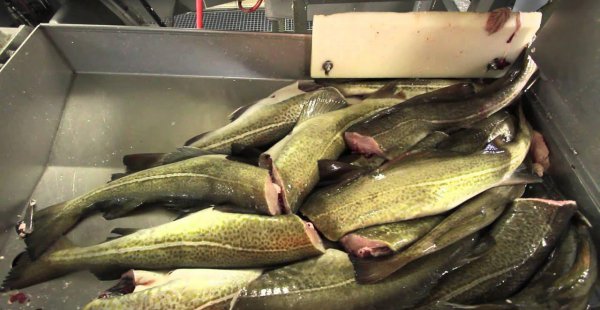 市场上的鳕鱼为什么没有鱼头