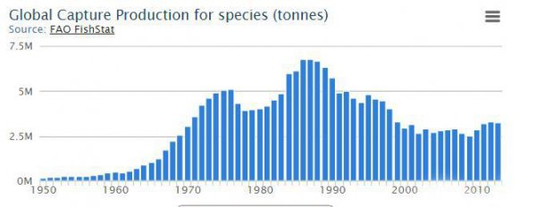 市场上的鳕鱼为什么没有鱼头