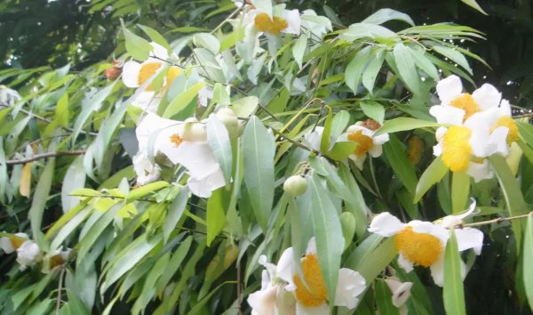 中国最贵的树排名