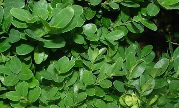 中国最贵的树排名