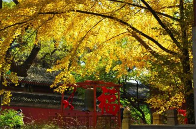 被称为活化石的动植物有哪些 被称为活化石的珍稀动植物