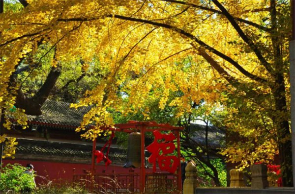 被称为活化石的动植物有哪些