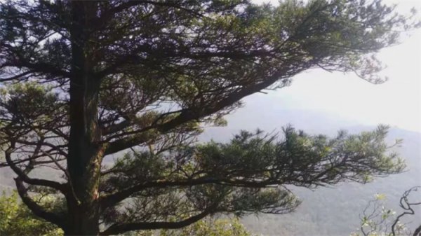 被称为活化石的动植物有哪些