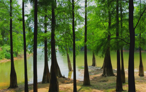 被称为活化石的动植物有哪些