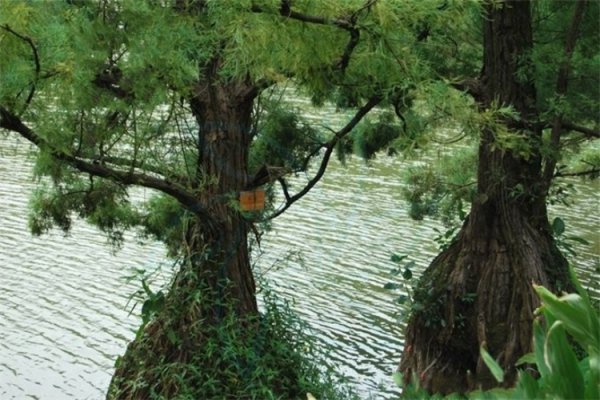 被称为活化石的动植物有哪些