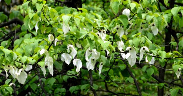被称为活化石的动植物有哪些