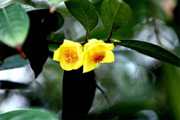 被称为活化石的动植物有哪些