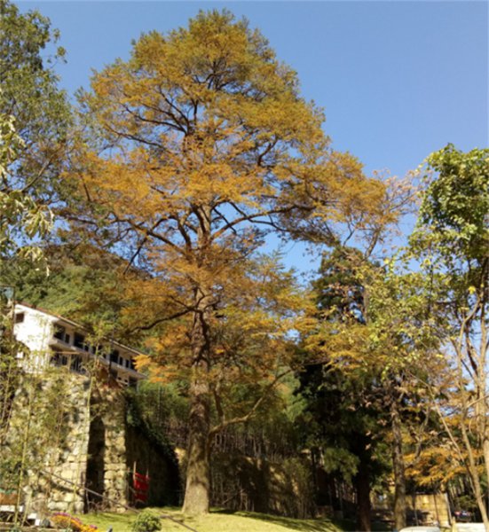 被称为活化石的动植物有哪些