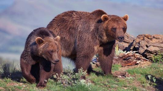 老虎怕什么东西