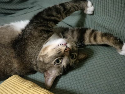 猫的瞳孔为什么会变大变小 小猫咪的瞳孔什么时候会变