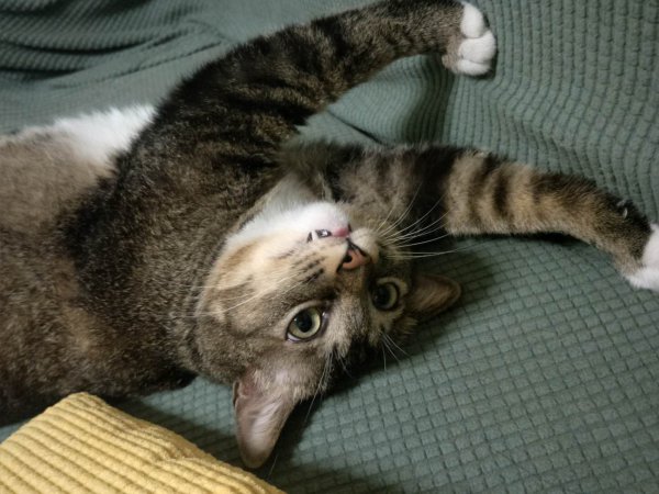 猫的瞳孔为什么会变大变小