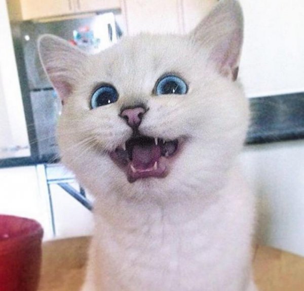 猫的瞳孔为什么会变大变小