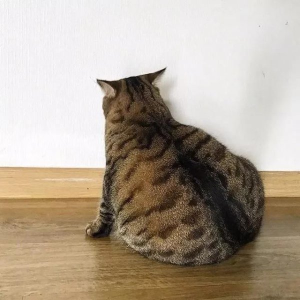 猫的瞳孔为什么会变大变小