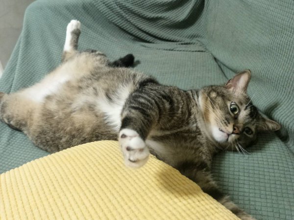 猫的瞳孔为什么会变大变小