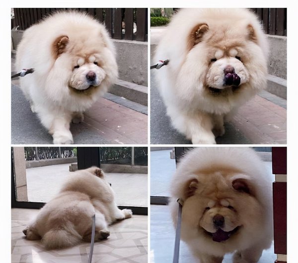 张淇个人资料简介