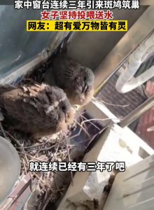 斑鸠在家里做窝预示什么 斑鸠在家搭窝是吉祥的好兆头吗